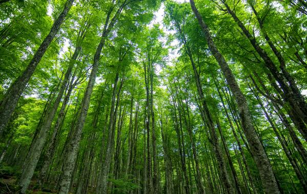 Academic Forests Are Hidden Jewels of Higher Ed (opinion)